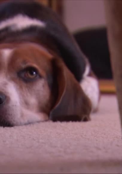 S04:E10 - Beagle Mania poster