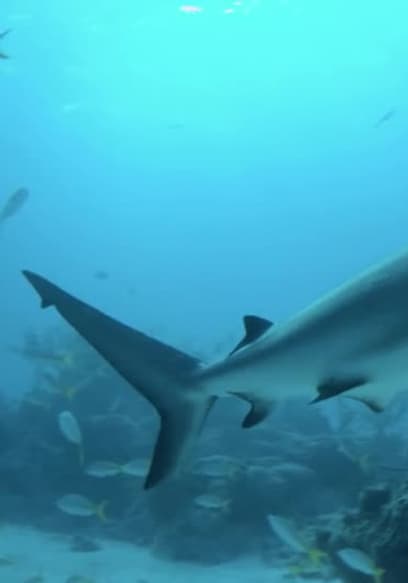 Affiche de S01:E04 - ¿Qué Tan Listos Son Los Tiburones?