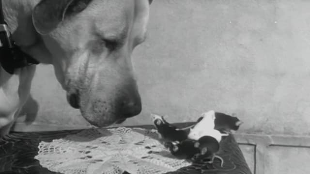 S01:E04 - Amazing Animals I
