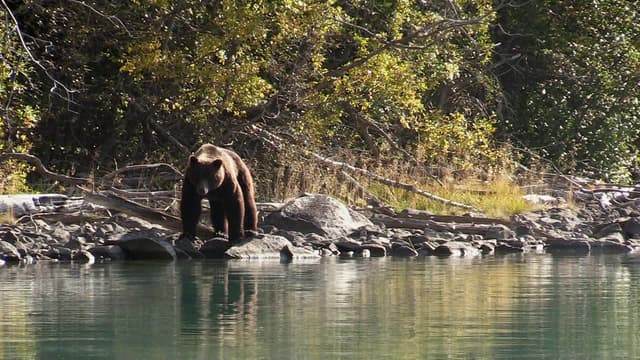 S08:E08 - The Grizzly