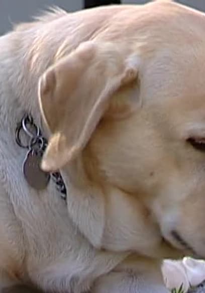 Affiche de S01:E09 - EPISODE 9: Malcolm: Arson Dog & Corky: Guiding Eyes