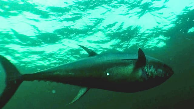 S01:E08 - Screaming Reels at Prince Edward Island