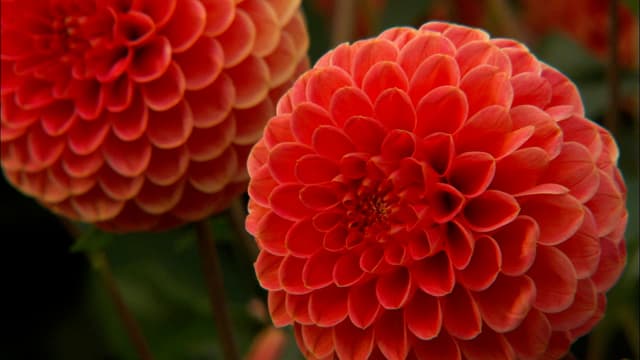 S05:E11 - A Family Garden