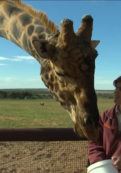 S01:E04 - From Giraffes to Guide Dogs poster