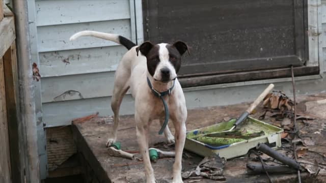 S02:É05 - S02:E05 - Hurricane Hounds (Pt. 1)