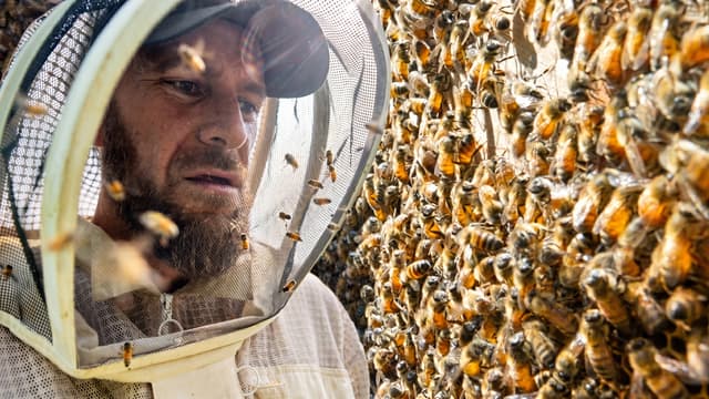 S01:E09 - These Bees Were Extremely Aggressive