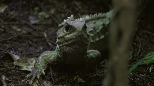 S01:E01 - The Tuatara