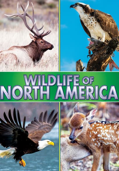 Wildlife of North America!