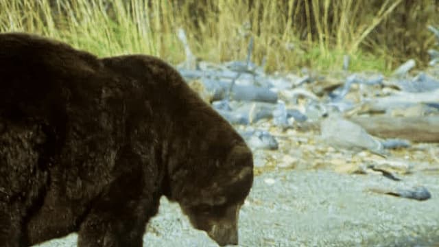 S01:E15 - Grandes mordidas (Pt. 1)