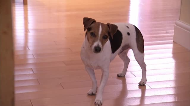 S09:E01 - Horrible Hounds of the UK