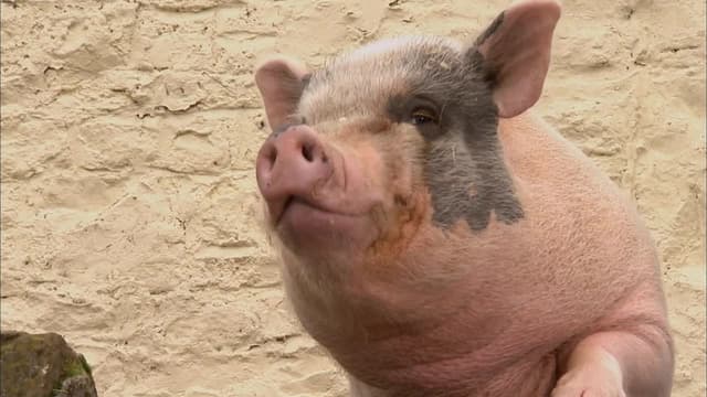 S01:E14 - Kitty Gardening Pig