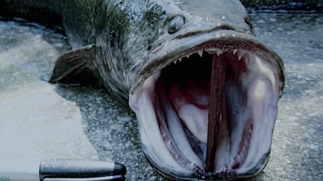 S02:E02 - Killer Snakehead