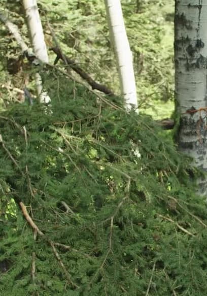 S01:E10 - Going Bush poster