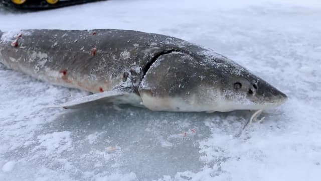 S08:E01 - Sturgeon Spearing