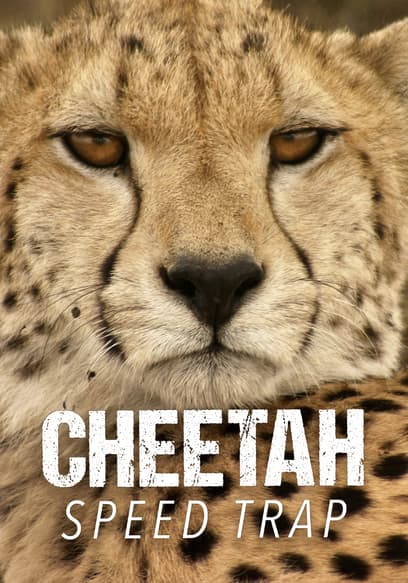 Cheetah Speed Trap