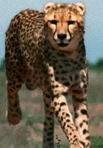 S01:E14 - Cheetah poster