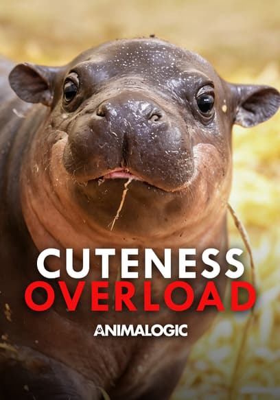 Animalogic: Cutness Overload poster