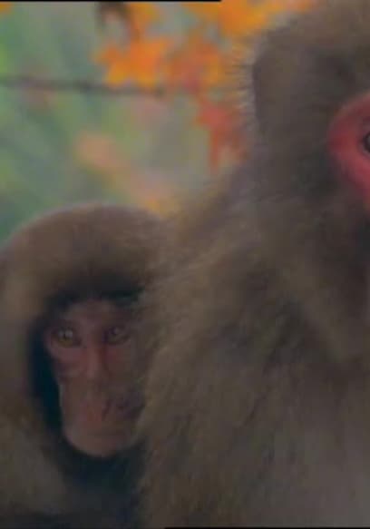 S01:E10 - Animal Culture poster