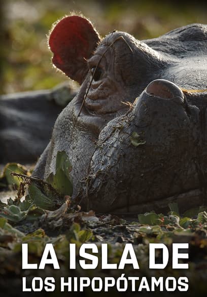 La isla de los hipopótamos