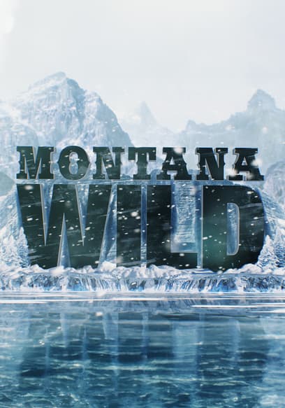 Montana Wild