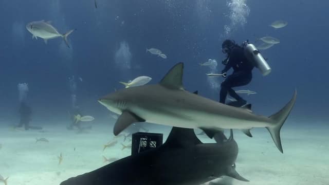 S06:E11 - Hammerhead Sharks in the Bahamas + Playing With Dolphins