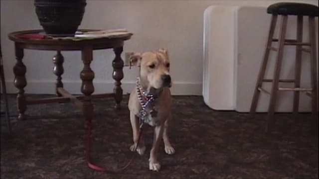 S04:E02 - The Dog Squad