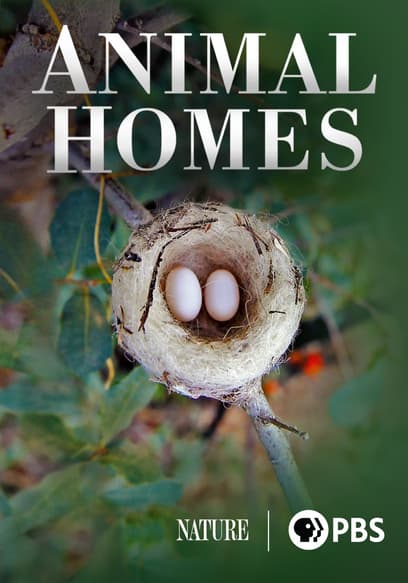 Animal Homes poster