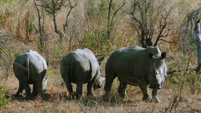 S01:E04 - Butterfly Forest: South African Savannah