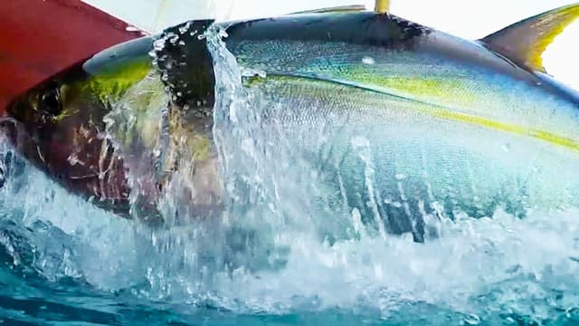 S03:E10 - Rod-Bending Adrenaline at Guadalupe Island: Part 5