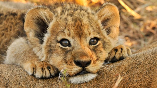 S03:E02 - Baby Animals From North America