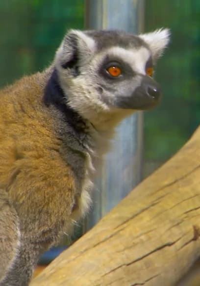 S03:E02 - What's a Lemur? poster