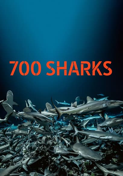 700 Sharks poster