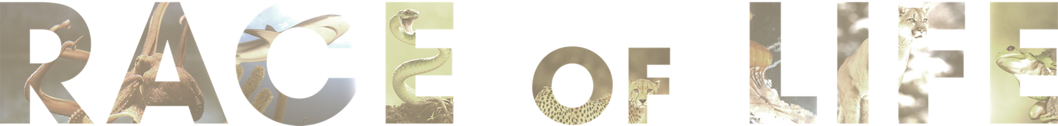 Race of Life (Spanish)