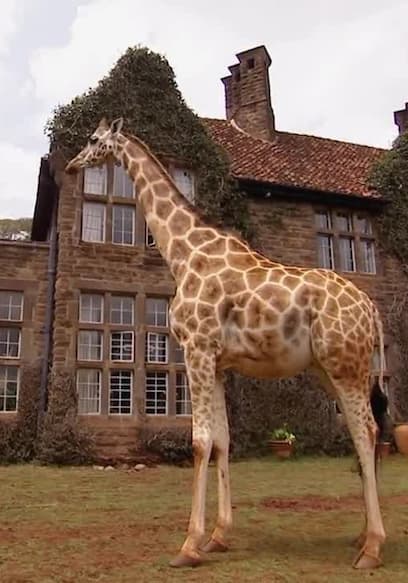 S01:E20 - Lynne Model Giraffe poster