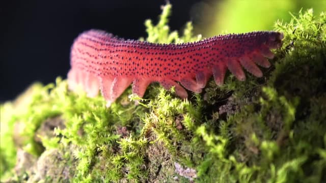 S02:E08 - Eaten Alive by Leeches