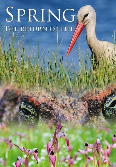 Spring: The Return of Life