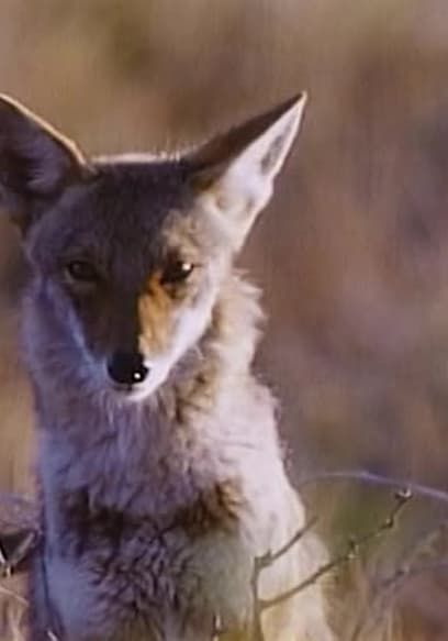 S01:E05 - Screamers: Noisiest Animals on Earth poster