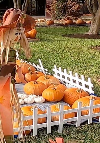 S01:E07 - Kids Trip to the Pumpkin Patch poster