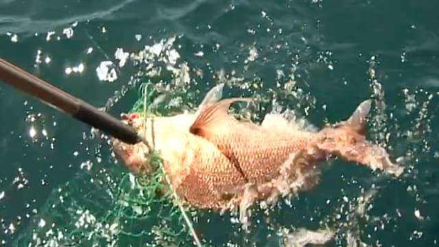 S01:É08 - S01:E08 - Fishing the Bay of Islands