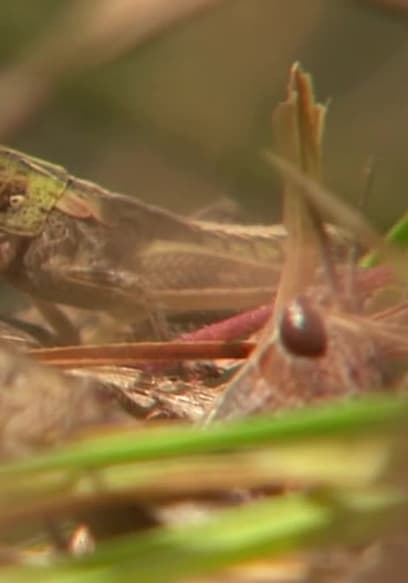S01:E04 - Locusts poster