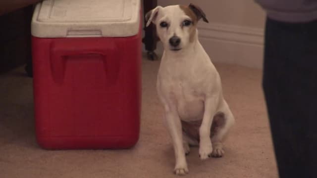 S08:E07 - Home-Wrecking Hounds