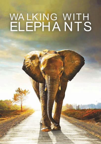 Walking With Elephants