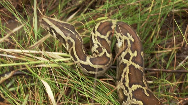 S02:E01 - Skunk Ape Alley