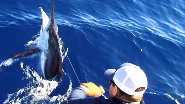 S03:E25 - Close in Marlin Battle on an Inflatable: Santa Cruz Island