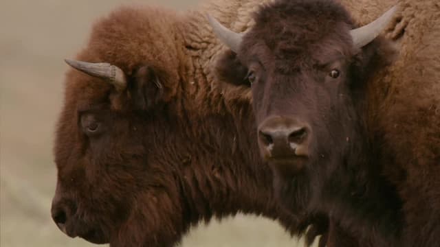 S01:E01 - Bison