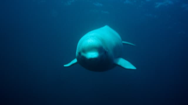 S01:E01 - White Whales and Narwhals