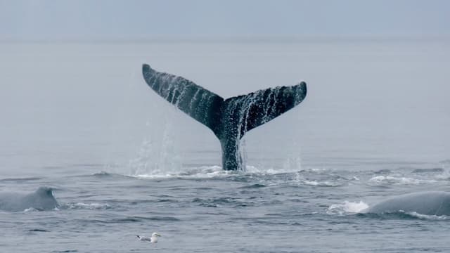 S01:E01 - Humpback Gang