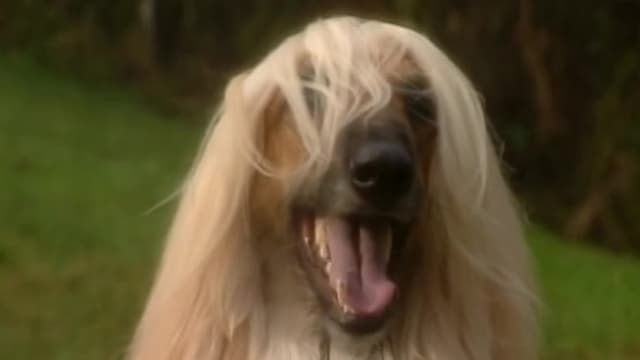 S01:E07 - Afghan Hounds